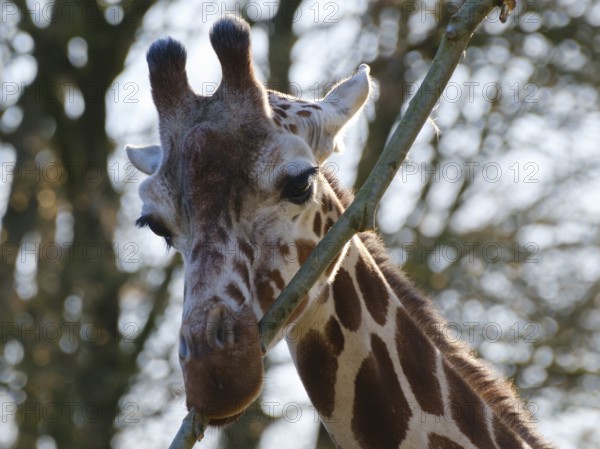 Reticulated giraffe (Giraffa camelopardalis reticulata), occurrence Kenya, Ethiopia, Somalia, captive, North Rhine-Westphalia, Germany, Africa