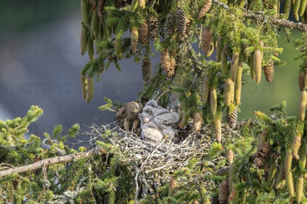 Common kestrel (Falco tinnunculus), female adult bird feeding young birds not yet ready to fly in the nest, Rhineland-Palatinate, Germany, Europe