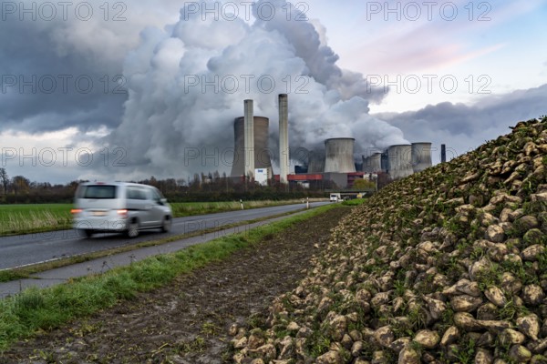 Sugar beet harvest, at the lignite-fired power station, RWE Power AG Niederaußem power station, near Bergheim, North Rhine-Westphalia, North Rhine-Westphalia, Germany, Europe