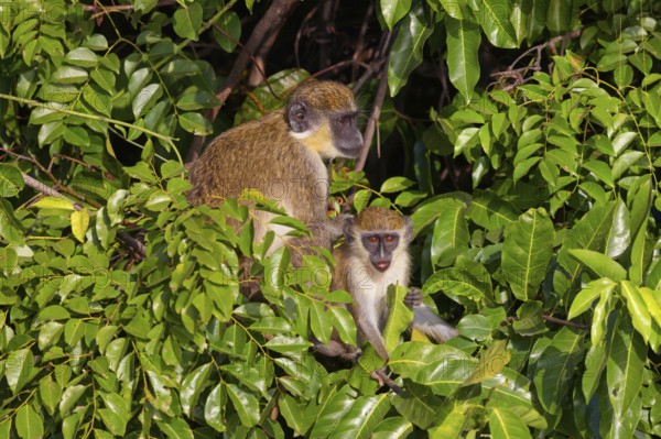 Green monkey (Chlorocebus sabaeus), guenon family, Janjabureh boat trip, Janjabureh, South Bank, Gambia, Africa