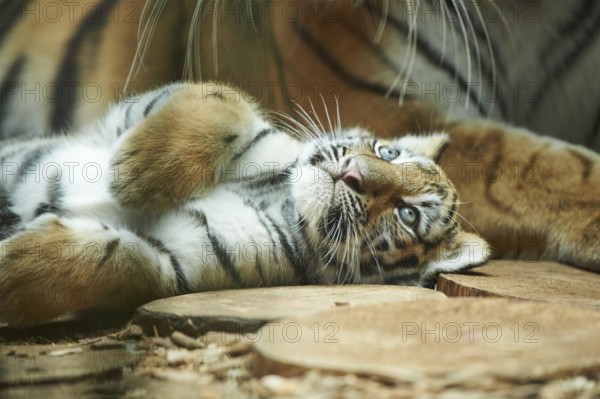 Close-up of a Siberian tiger (Panthera tigris altaica) cub, captive