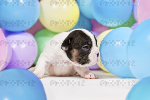 Tiny 3 weeks old pied and tan French Bulldog dog puppy between colorful balloons