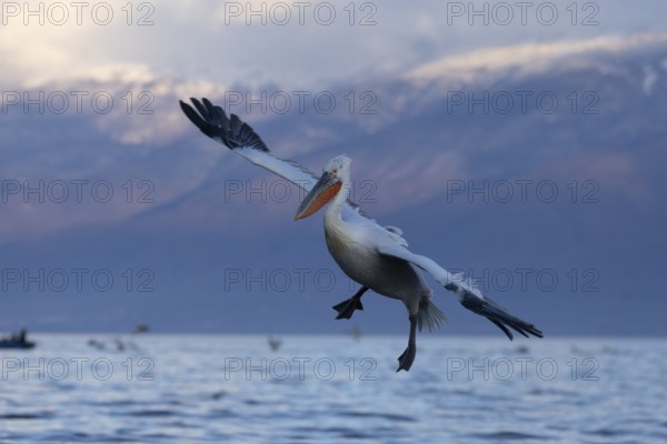 Dalmatian Pelican (Pelecanus crispus), landing, snow-capped mountains in the background, magnificent plumage, Lake Kerkini, Greece, Europe