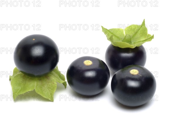 Food, fruit, black Jaltomata, Jaltomata procumbens is a plant species from the genus Jaltomata in the nightshade family