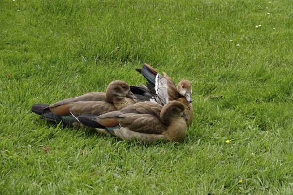 Young Nile Geese, May, Germany, Europe