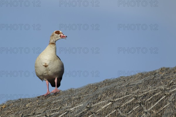 Egyptian goose (Alopochen aegyptiaca) adult bird standing on a roof top, Norfolk, England, United Kingdom, Europe