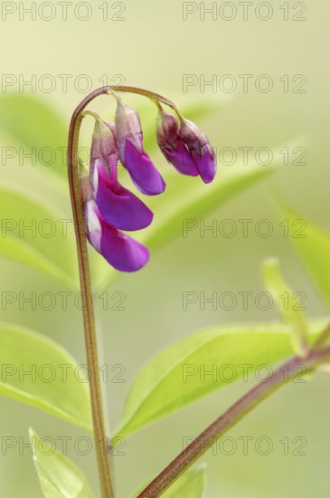 Spring vetchling (Lathyrus vernus), flowers, North Rhine-Westphalia, Germany, Europe