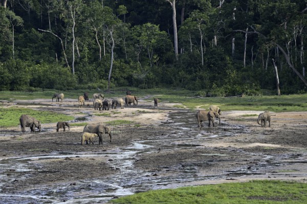 African forest elephants (Loxodonta cyclotis) in the Dzanga Bai forest clearing, Dzanga-Ndoki National Park, Unesco World Heritage Site, Dzanga-Sangha Complex of Protected Areas (DSPAC), Sangha-Mbaéré Prefecture, Central African Republic, Africa