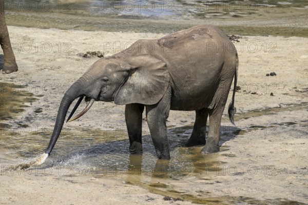 African forest elephant (Loxodonta cyclotis) in the Dzanga Bai forest clearing, Dzanga-Ndoki National Park, Unesco World Heritage Site, Dzanga-Sangha Complex of Protected Areas (DSPAC), Sangha-Mbaéré Prefecture, Central African Republic, Africa