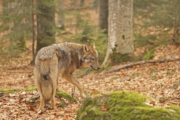 European wolf, Canis lupus lupus, Bavarian Forest National Park, Bavaria, Germany, captive, Europe