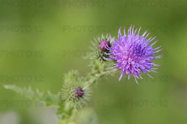 Common thistle (Cirsium vulgare, Cirsium lanceolatum), flowering, North Rhine-Westphalia, Germany, Europe