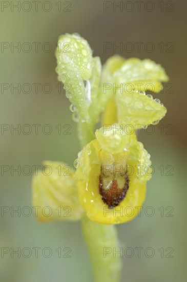 Yellow ophrys (Ophrys lutea), flower with dewdrops, Provence, southern France