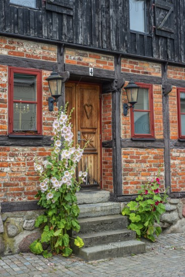 Hollyhocks (Alcea rosea) at a door a half-timbered house in a small street in the idyllic downtown of Ystad, Scania, Sweden, Scania, Scandinavia, Europe