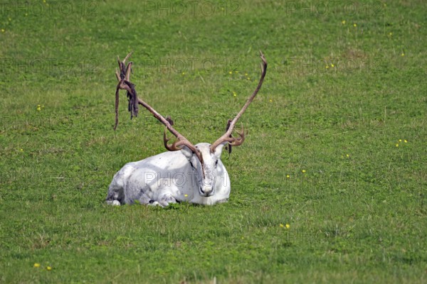 White reindeer with antlers lying on a green meadow, Fjällnas, Jämtland, Sweden, Europe