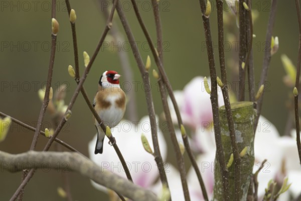 European goldfinch (Carduelis carduelis) adult bird on a garden Magnolia tree branch with blossom in spring, England, United Kingdom, Europe