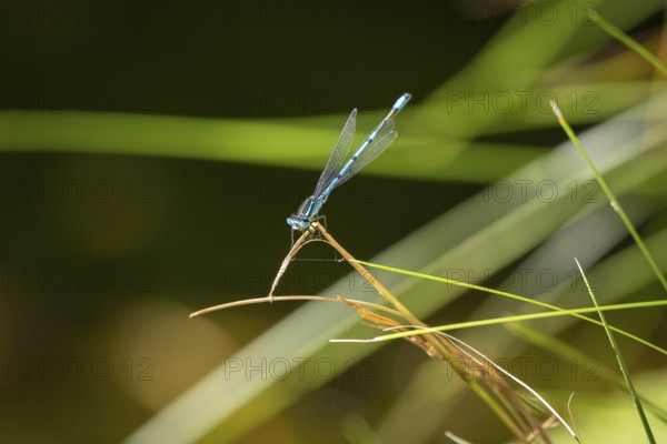 Dragonfly, eurasian bluet (Coenagrion) on a thin branch, in a natural, green environment, Ternitz, Lower Austria, Austria, Europe