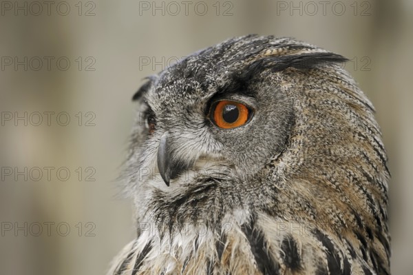 Eurasian eagle-owl (Bubo bubo), portrait, captive, North Rhine-Westphalia, Germany, Europe