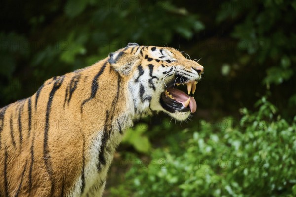 Siberian tiger (Panthera tigris altaica), portrait, captive, Germany, Europe