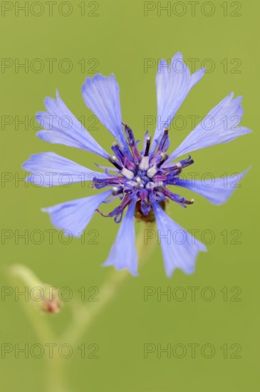 Cornflower (Centaurea cyanus), flower, North Rhine-Westphalia, Germany, Europe