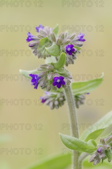 Common ox tongue or common bugloss (Anchusa officinalis), flowering, North Rhine-Westphalia, Germany, Europe