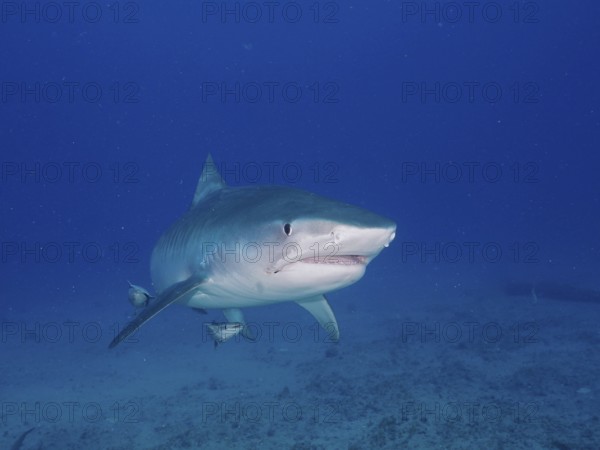 Tiger Shark (Galeocerdo cuvier) with slightly open mouth in open water, dive site Jupiter, Florida, USA, North America