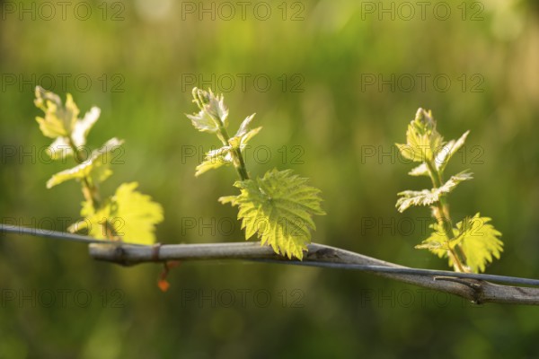 Young leaves of a grapevine in spring, viticulture, budding, shoots, vines, Baden-Württemberg, Germany, Europe