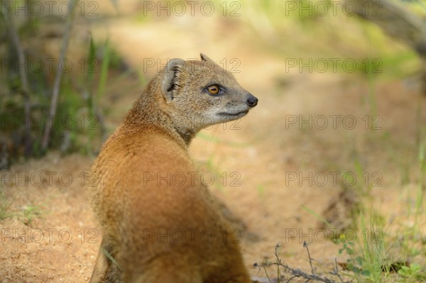 Close-up of a Yellow Mongoose or red meerkat (Cynictis penicillata) in summer, Germany, Europe