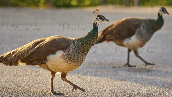 Two peafowl (pavo) walking side by side on a street in the warm evening light, Filerimos, hill not far from Rhodes town, Ancient State of Ialyssos, Rhodes, Dodecanese, Greek Islands, Greece, Europe