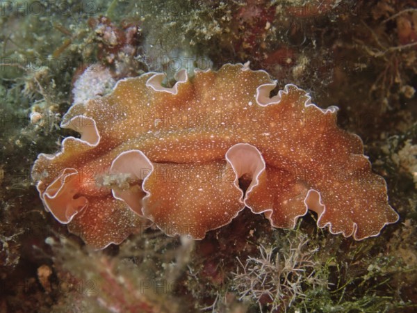 A flat brown sea worm with white edges, golden flatworm (Yungia aurantiaca), surrounded by algae. Dive site Marine reserve Cap de Creus, Rosas, Costa Brava, Spain, Mediterranean Sea, Europe