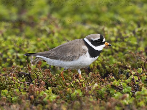 Common Ringed Plover (Charadrius hiaticula), adult in breeding territory on the tundra, May, Varanger Fjord, Norway, Europe