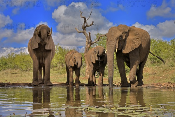 African elephant (Loxodonta africana), adult, juvenile, group with juveniles, at the water, drinking, group, Kruger National Park, Kruger National Park, South Africa, Africa