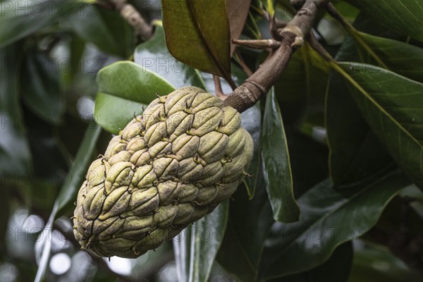 Seed stand of the Southern magnolia (Magnolia grandiflora), Berggarten Hannover, Lower Saxony, Germany, Europe