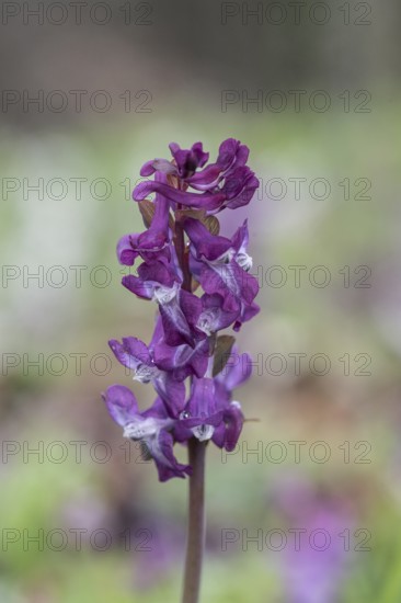 Hollow larkspur (Corydalis cava), Bad Iburg, Lower Saxony, Germany, Europe