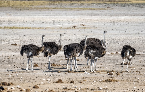 African ostrich (Struthio camelus), group of six adult females, Nebrowni waterhole, Etosha National Park, Namibia, Africa