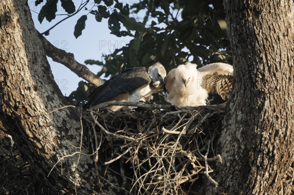 Female Harpy eagle, Harpia harpyja, feeding her 4 month old chick, Alta Floresta, Amazon, Brazil, South America