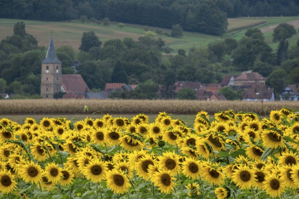 Landscape with a field of sunflowers (Helianthus annuus), in the background a village in Alsace, France, Europe