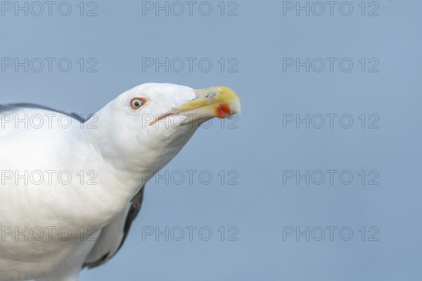 Lesser Black-backed Gull (Larus fuscus) portrait in a harbour on the Atlantic coast. Camaret, Crozon, Finistere, Brittany, France, Europe