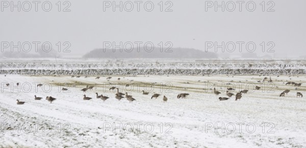 Greylag Geese (Anser anser), flock grazing on a meadow in a snow storm, at the end of March, island of Texel, Holland