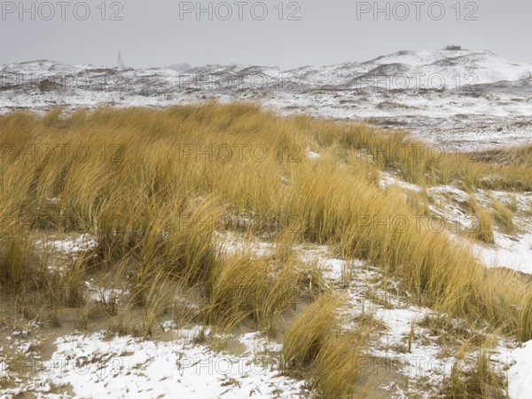 Sand Dune landscape in the nature reserve Loodsmansduin, die Bollekammer, during a snow storm at the end of March, island of Texel, Holland