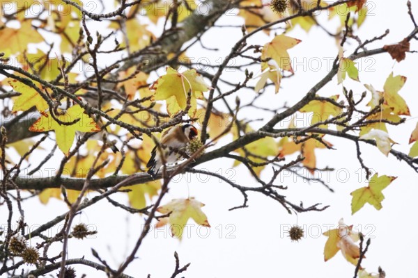 Goldfinches in an amber tree, November, Germany, Europe