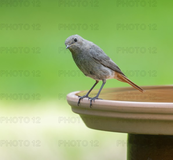 Black redstart (Phoenicurus ochruros), female standing on a bird bath, Lower Saxony, Germany, Europe