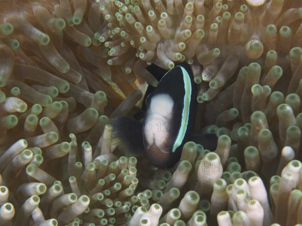 A Clark's anemonefish (Amphiprion clarkii) melanistic, swimming between the tentacles of a sea anemone in the sea, dive site Toyapakeh, Nusa Ceningan, Nusa Penida, Bali, Indonesia, Asia