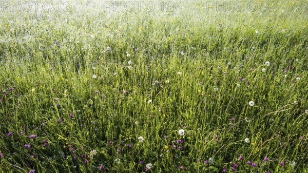 Alpine meadow, Lorettowiesen near Oberstdorf, Allgäu, Bavaria, Germany, Europe