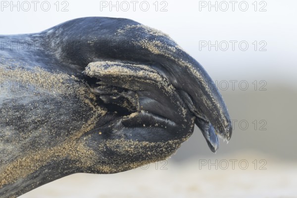 Grey seal (Halichoerus grypus) adult animal close up of its hind flippers, Norfolk, England, United Kingdom, Europe