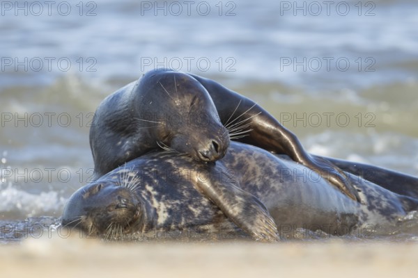 Grey seal (Halichoerus grypus) two adult animals in a loving embrace in the waves of the sea, Norfolk, England, United Kingdom, Europe