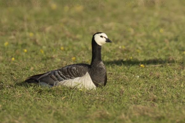 Barnacle goose (Branta leucopsis) adult bird sitting in a grass field, England, United Kingdom, Europe