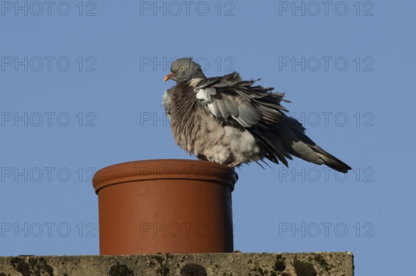 Wood pigeon (Columba palumbus) adult bird shaking its feathers on an urban house rooftop chimney, England, United Kingdom, Europe