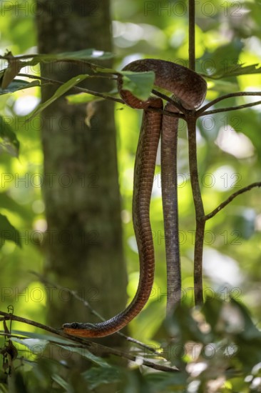 American whipsnake (Mastigodryas melanolomus), slithering on a branch, in the rainforest, Corcovado National Park, Osa, Puntarena Province, Costa Rica, Central America