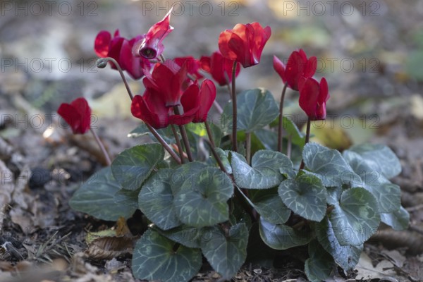 Cyclamen hederifolium or Neapolitan cyclamen (Cyclamen hederifolium), Emsland, Lower Saxony, Germany, Europe