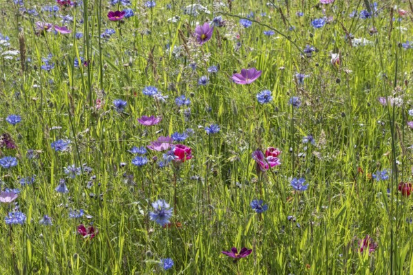 Flower meadow with cornflowers (Centaurea cyanea) and cosmos (Cosmos), Emsland, Lower Saxony, Germany, Europe